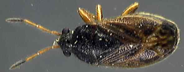 Stygnocoris pedestris